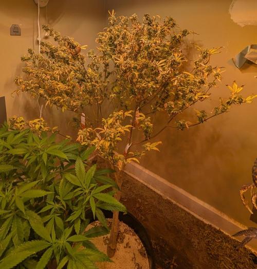 Fat Banana. Week 28