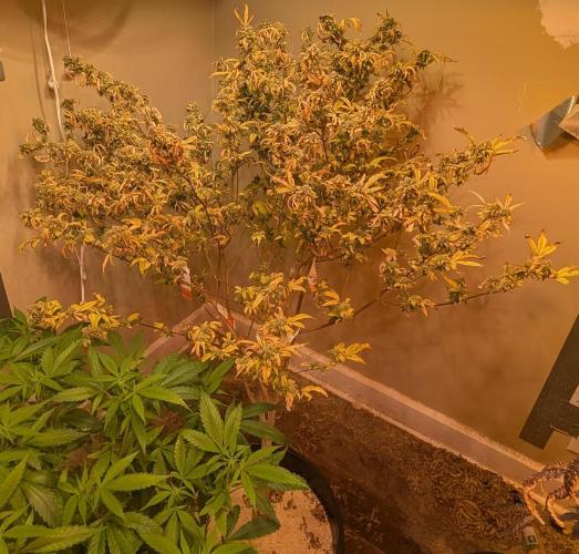 Fat Banana. Week 28