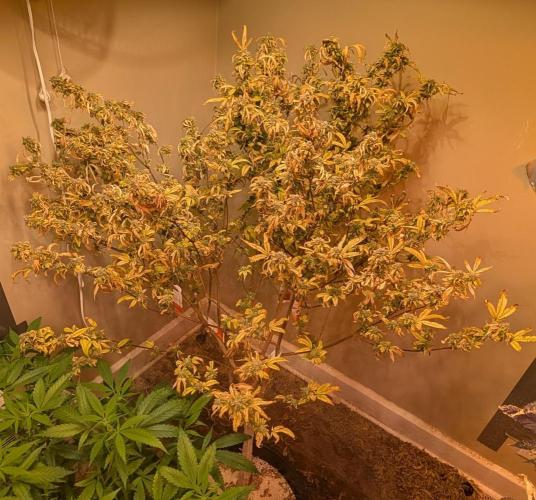 Fat Banana. Week 28