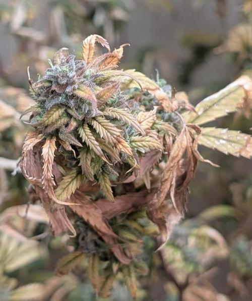Fat Banana. Week 28