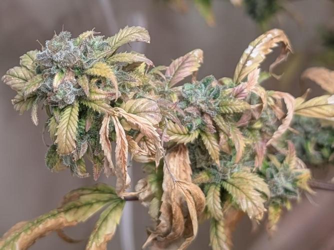 Fat Banana. Week 28
