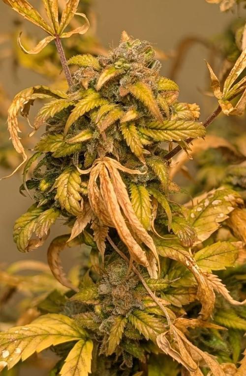 Fat Banana. Week 28