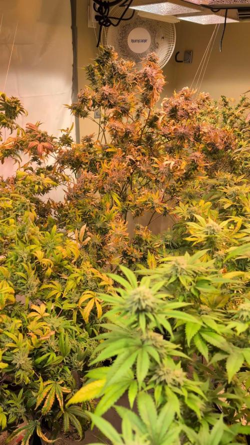 Hellfire OG