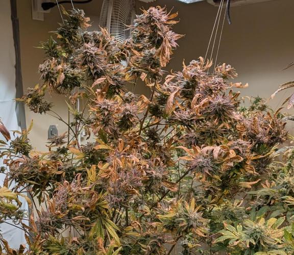 Hellfire OG. Week 26