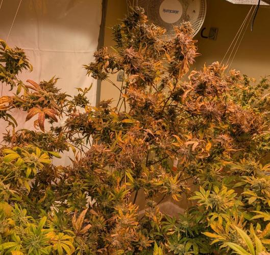 Hellfire OG. Week 26