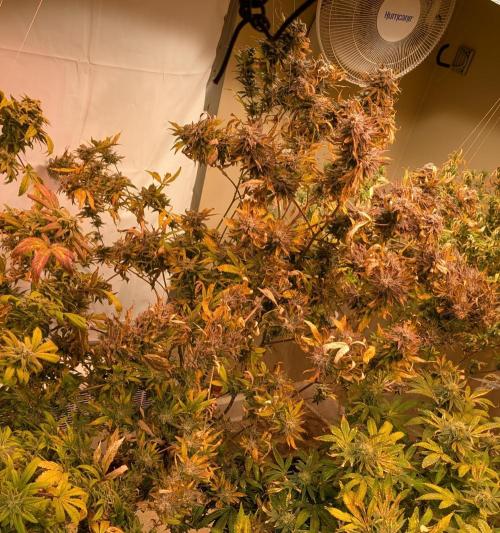 Hellfire OG. Week 26