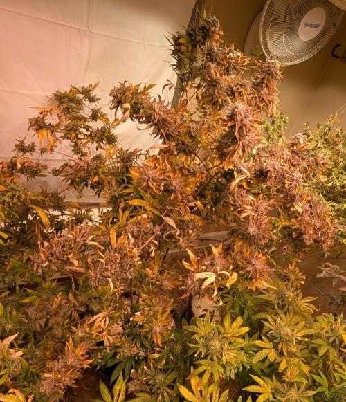 Hellfire OG. Week 26