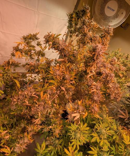 Hellfire OG. Week 26