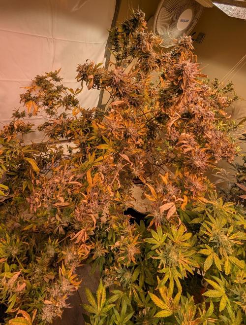 Hellfire OG. Week 26