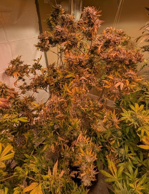 Hellfire OG. Week 26
