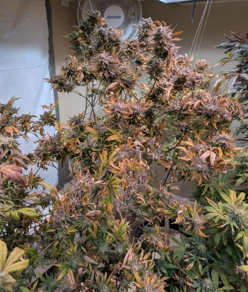 Hellfire OG. Week 26