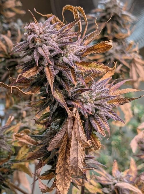Hellfire OG. Week 26