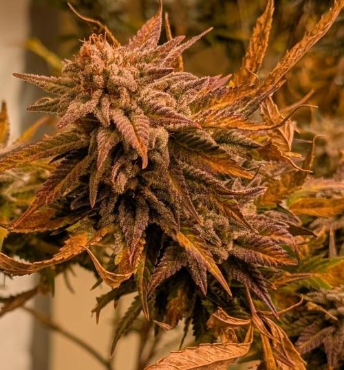Hellfire OG. Week 26