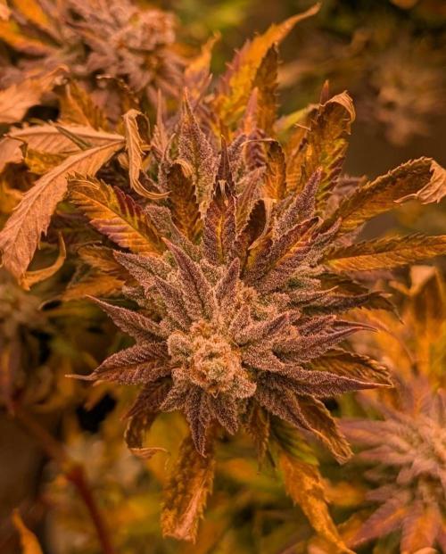 Hellfire OG. Week 26