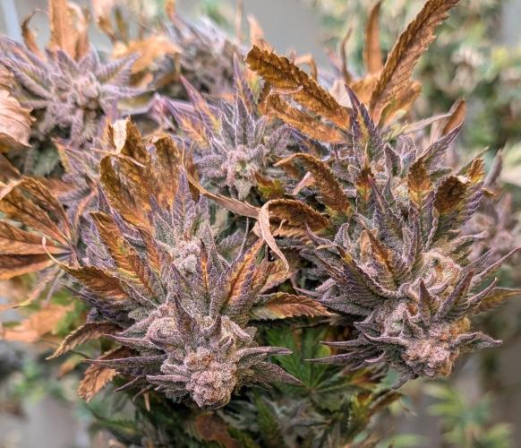 Hellfire OG. Week 26