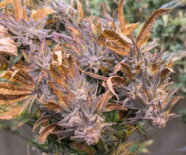Hellfire OG. Week 26