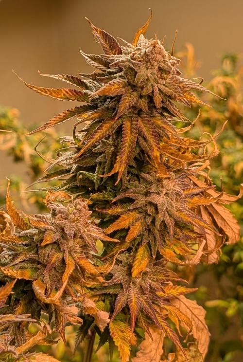 Hellfire OG. Week 26