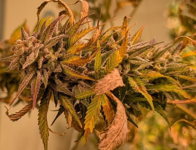 Hellfire OG. Week 26