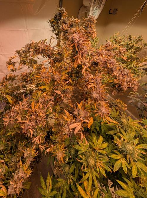 Hellfire OG. Week 26