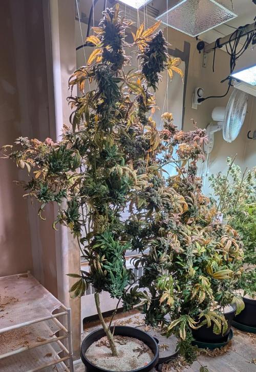 Strawberry Banana. Week 26