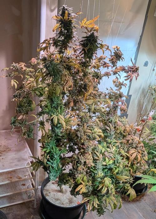 Strawberry Banana. Week 26