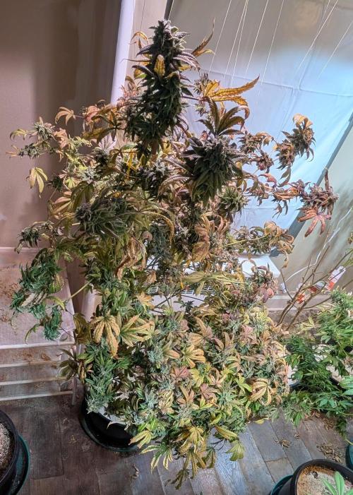 Strawberry Banana. Week 26