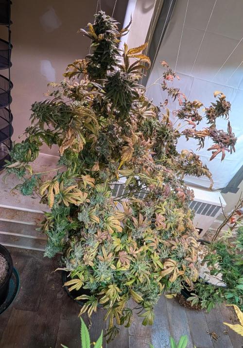 Strawberry Banana. Week 26