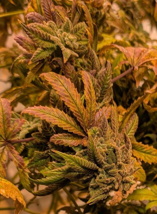 Strawberry Banana. Week 26