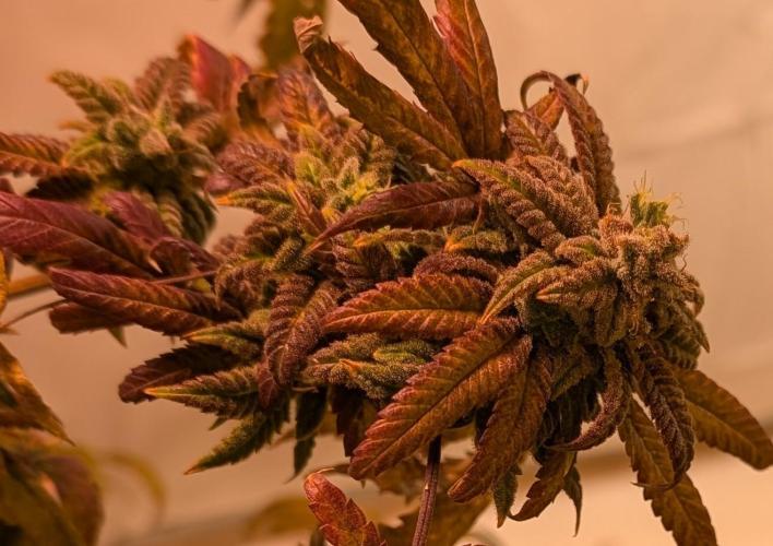 Strawberry Banana. Week 26