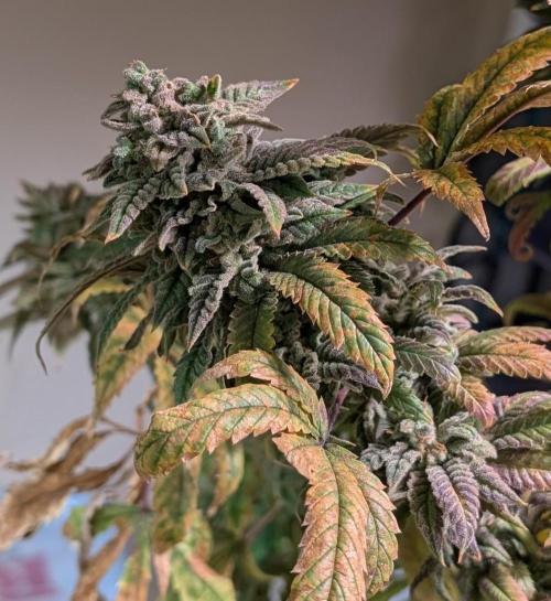 Strawberry Banana. Week 26