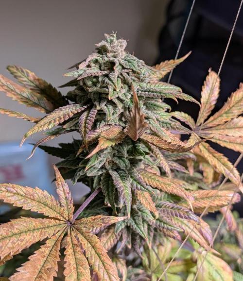 Strawberry Banana. Week 26