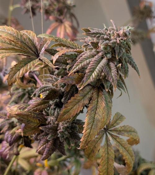 Strawberry Banana. Week 26
