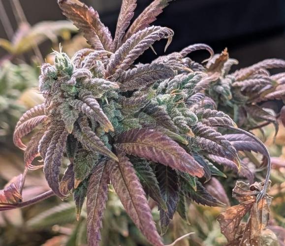 Strawberry Banana. Week 26