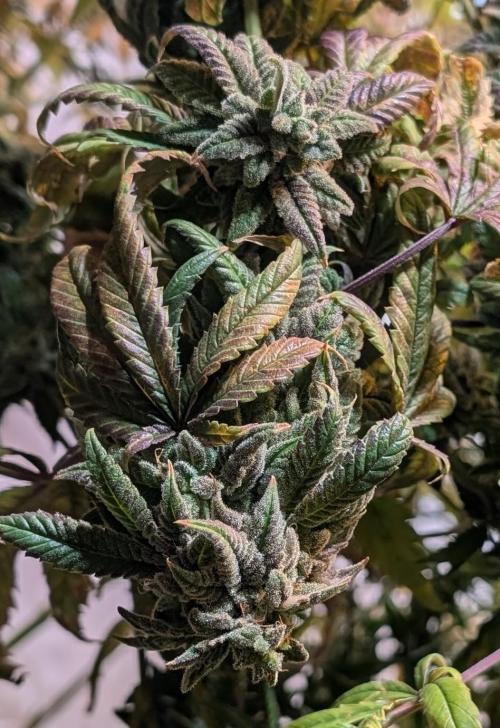 Strawberry Banana. Week 26