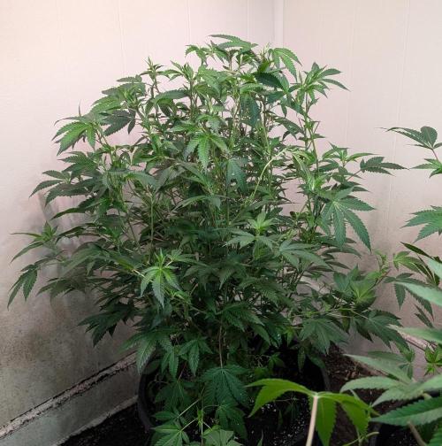Gushers. Week 16