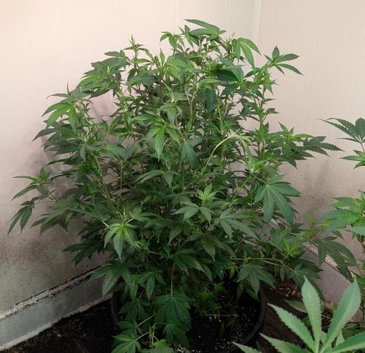 Gushers. Week 16