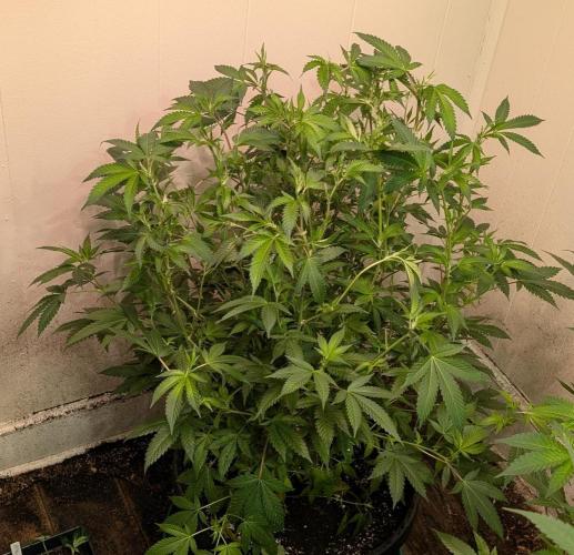 Gushers. Week 16