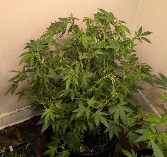 Gushers. Week 16