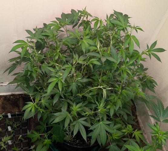 Gushers. Week 16