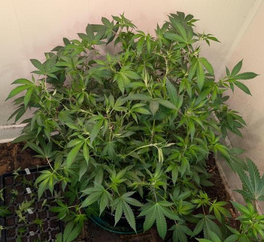 Gushers. Week 16