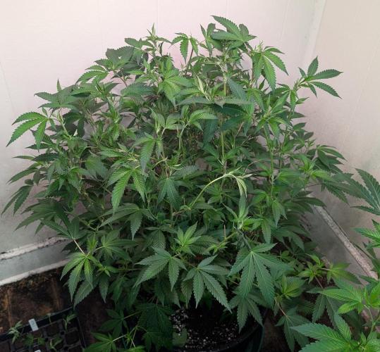 Gushers. Week 16
