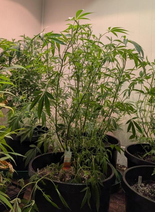 Sunset Sherbet. Week 16
