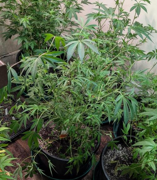 Sunset Sherbet. Week 16