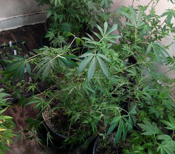 Sunset Sherbet. Week 16