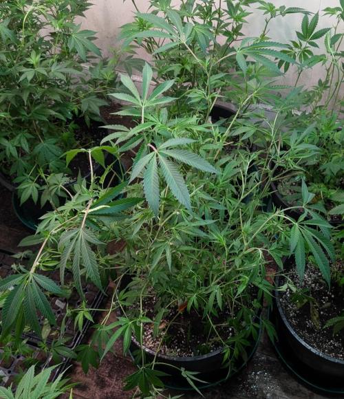 Sunset Sherbet. Week 16