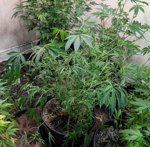 Sunset Sherbet. Week 16