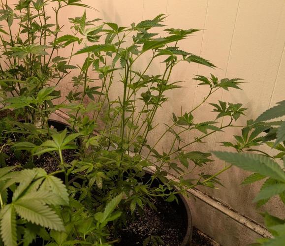 Forbidden Fruit. Week 16