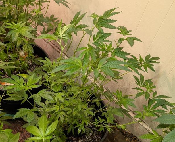 Forbidden Fruit. Week 16