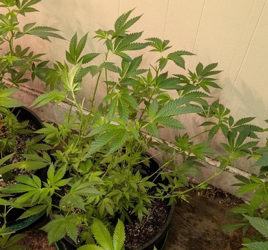Forbidden Fruit. Week 16