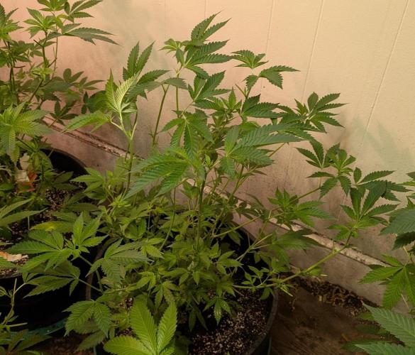 Forbidden Fruit. Week 16